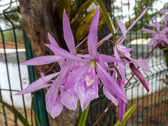 Encyclia adenocaula