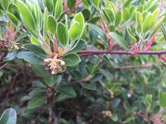 Arctostaphylos franciscana
