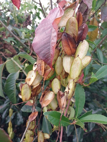 Dioscorea maciba (Dioscorea maciba)