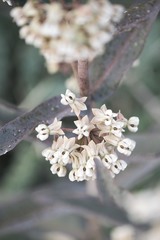 Asclepias glaucescens