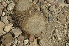 Mammillaria guelzowiana