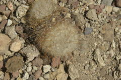 Mammillaria guelzowiana