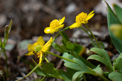 Ranunculus polyrhizos