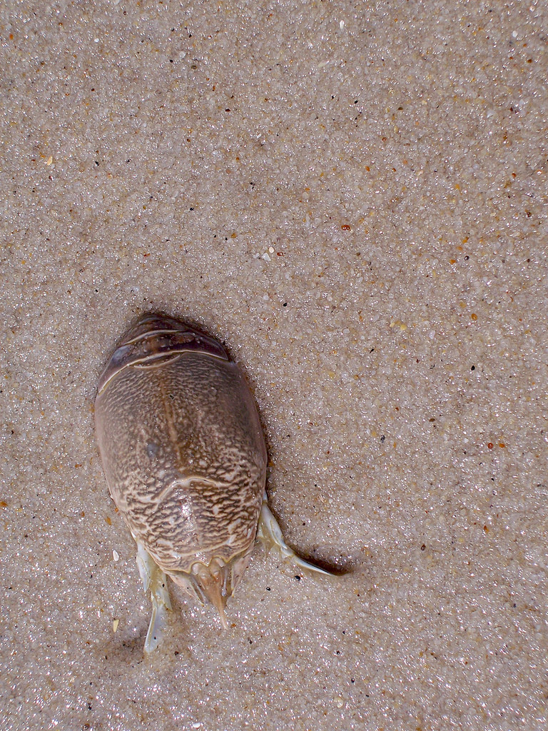 Sand flea, SEM - Stock Image - Z375/0119 - Science Photo Library