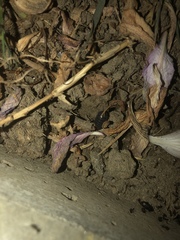 Armadillidium vulgare