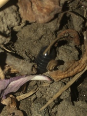 Armadillidium vulgare