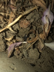 Armadillidium vulgare