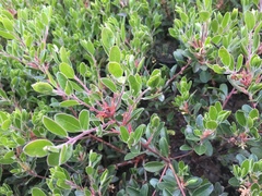 Arctostaphylos franciscana