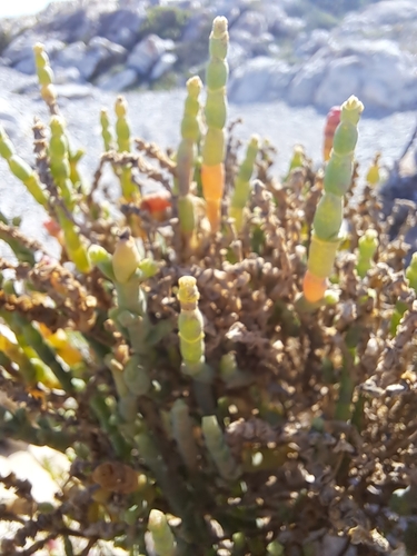 Image of Salicornia littorea by (c) Noeleen du Toit, some rights reserved (CC BY-SA)