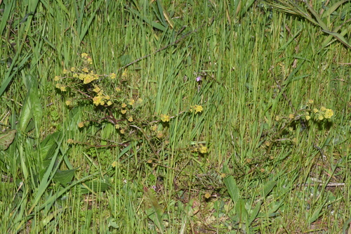 Image of Rorippa curvisiliqua by (c) Gabriel Campbell-Martinez, some rights reserved (CC BY)
