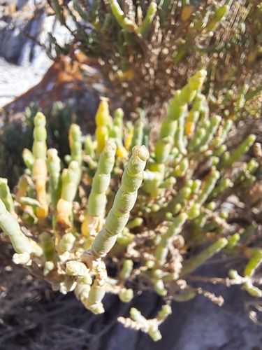 Image of Salicornia littorea by (c) Noeleen du Toit, some rights reserved (CC BY-SA)