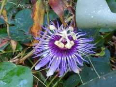 Passiflora amethystina