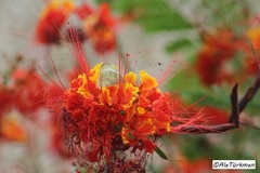 Hesperocharis costaricensis pasion