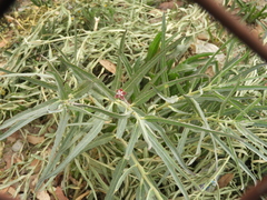 Asclepias brachystephana
