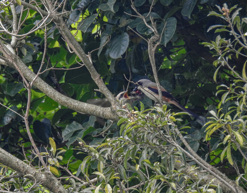 Long-tailed Shrike, Taiwan, photo 9 of 10