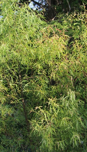 Salix nigra image
