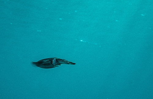Bigfin Reef Squid — seen at this dive site
