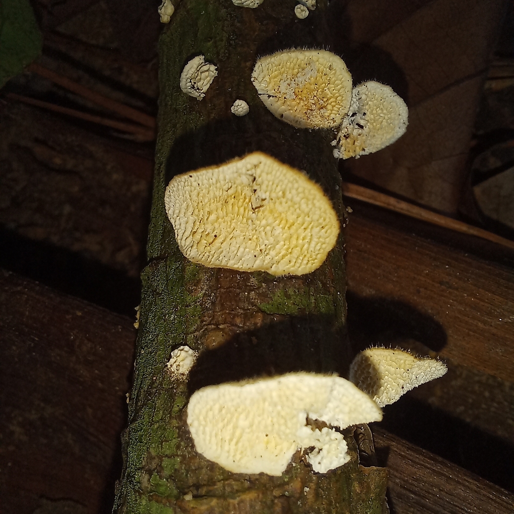 Trametes villosa · April 2024 · photo: © patricia_mees (iNaturalist, cc-by)