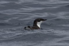 Synthliboramphus scrippsi