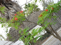 Delonix regia