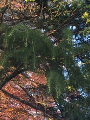 Pinaceae
