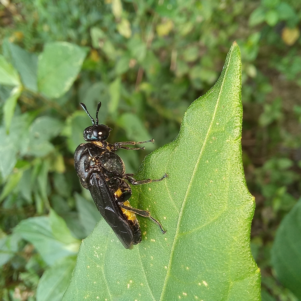 Pachylosticta albiventris