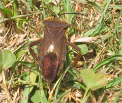 Pachylis heteropus