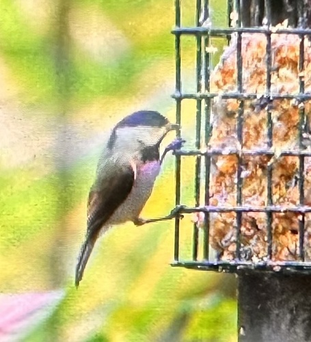 Carolina Chickadee photographed in Kentucky