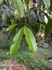 Calophyllum