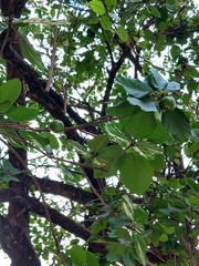 Cordia dodecandra