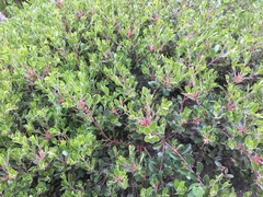 Arctostaphylos franciscana