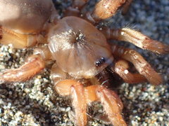 Aptostichus miwok