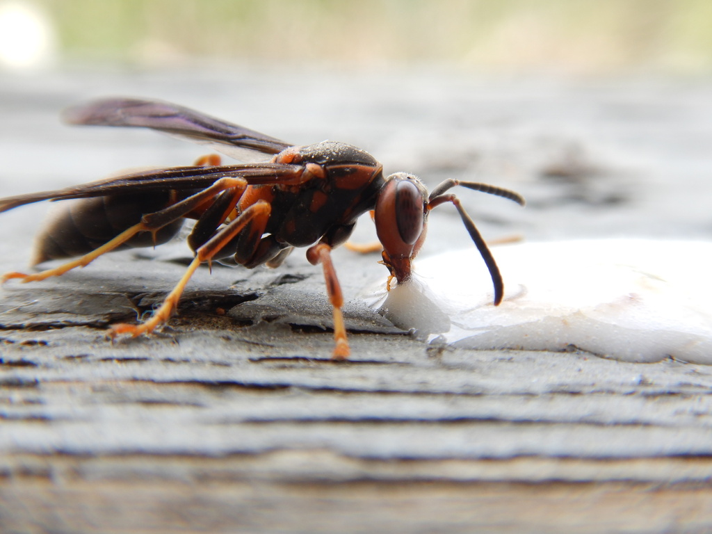 fuscatus-group Paper Wasps in April 2024 by augochlora · iNaturalist