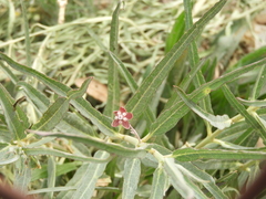Asclepias brachystephana