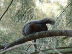 Sciurus aureogaster
