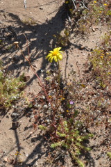 Senecio californicus