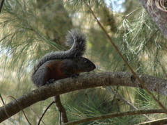 Sciurus aureogaster