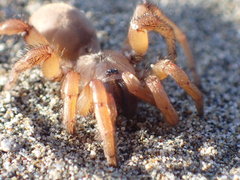 Aptostichus miwok