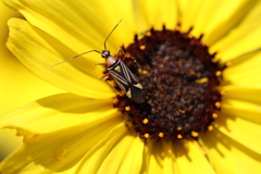 Closterocoris amoenus