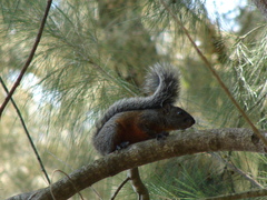 Sciurus aureogaster