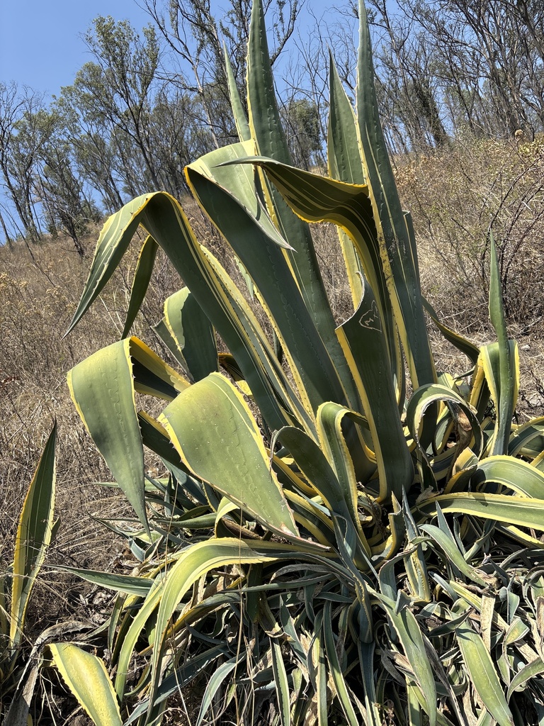 century plants from Cerro de Moctezuma, Naucalpan, Edo. Méx., MX on ...