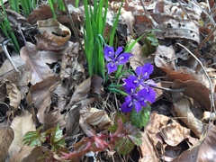 Iris rossii