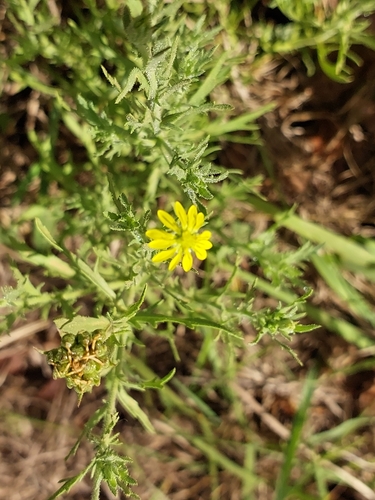Image of Osteospermum muricatum by (c) linkie, some rights reserved (CC BY)
