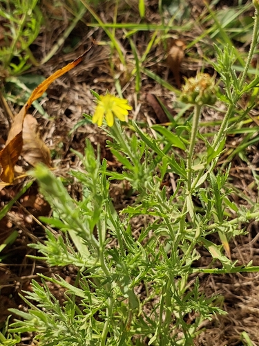 Image of Osteospermum muricatum by (c) linkie, some rights reserved (CC BY)