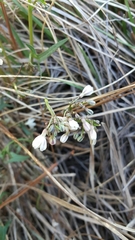 Jarilla heterophylla