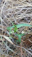 Jarilla heterophylla