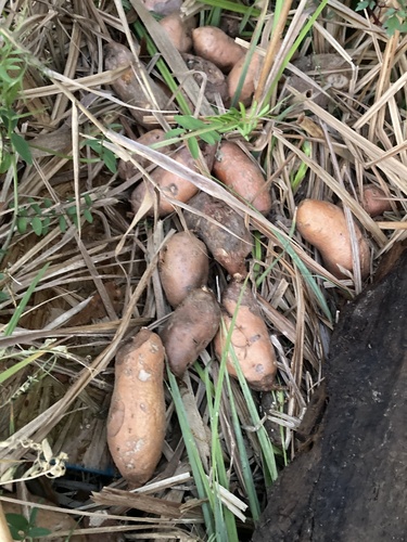 Ipomoea batatas