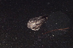 Caprimulgus jotaka