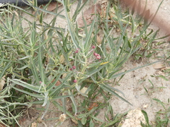 Asclepias brachystephana
