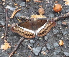 Bassarona teuta